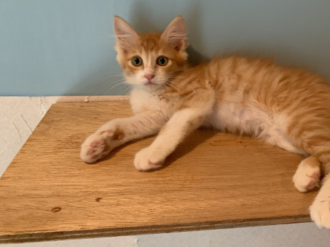 美男子！長毛茶白