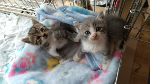 千葉県白井市/かわいい姉妹猫