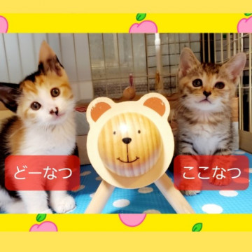 かわいいゴロあま姉妹♥