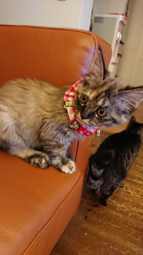 指宿市の工場で保護した子猫ちゃん