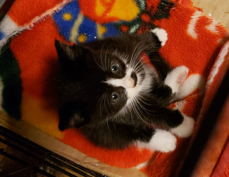 8/8以降のお届け。お髭の女の子１ヶ月