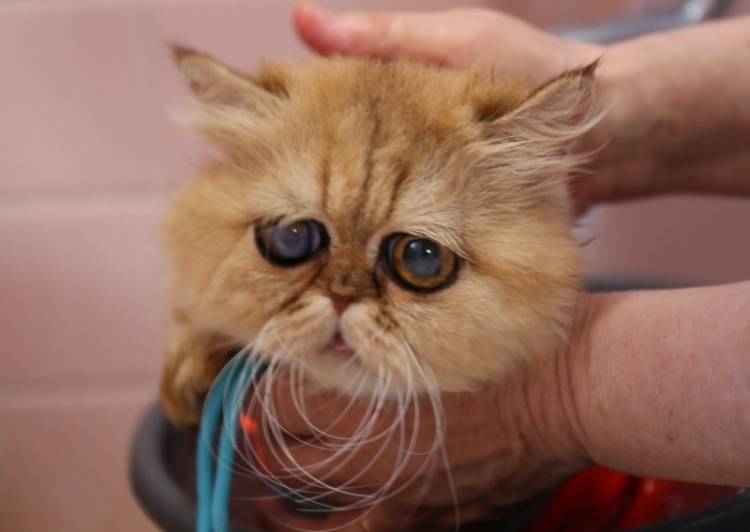 猫の里親募集 ペルシャ ネコジルシ 猫の里親募集 ペルシャ ネコジルシ