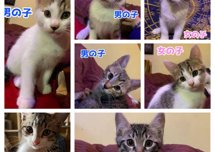 長野県 生後2ヶ月の子猫7匹 長野県 猫の里親募集 ネコジルシ