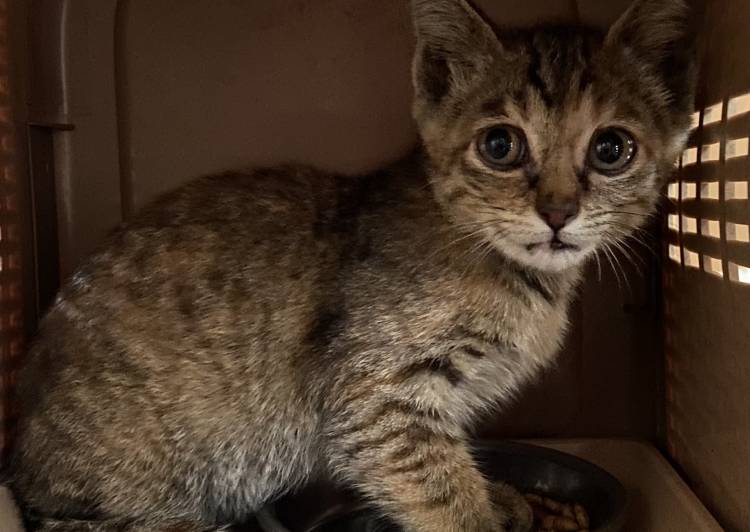 熊本県の猫の里親募集 ネコジルシ