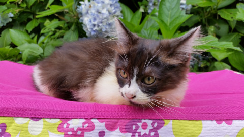 おしゃれなちょっぴり長毛君