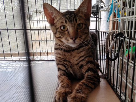 人馴れ修行中キジスケくん