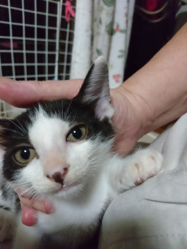 とても甘え上手なはっちゃん