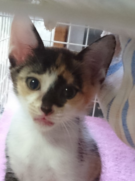 かわいい三毛ちゃん