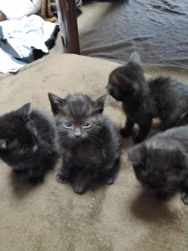 ダンボールに4匹棄てられ保護。