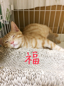 仲良し三兄弟！福ちゃん