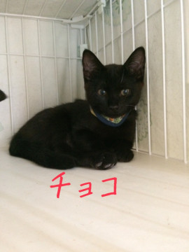 仲良し三兄弟！チョコちゃん