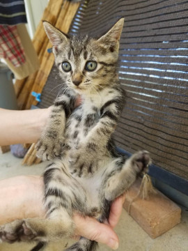 可愛いキジトラ子猫