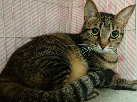 ♥大人しくてとっても甘えん坊な可愛い子♥