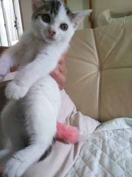 シロキジ女の子二ヶ月