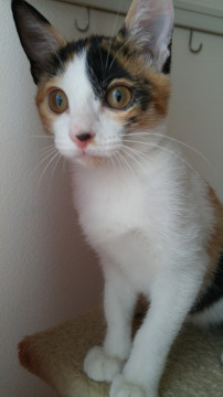 甘えん坊のミケ子猫