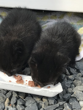 ふわふわの黒猫ちゃん