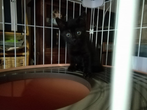 チビクロネコ　人懐っこい肩乗り猫さん