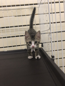 鉄火巻きちゃん、2ヶ月