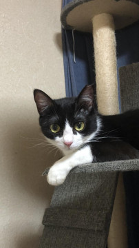 幸せを呼ぶハチワレ美猫ちゃん♪