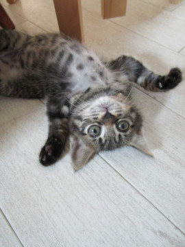 可愛い黒トラ　女の子