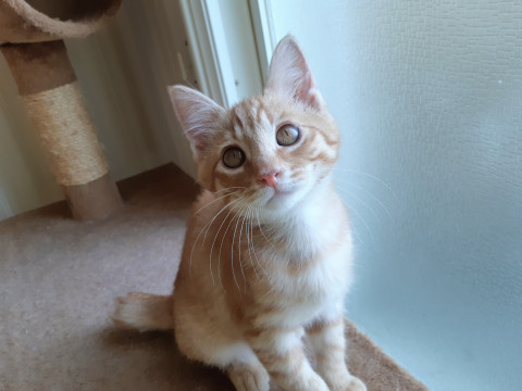 【標馬】好奇心旺盛。人懐っこい男の子。