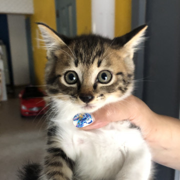 ムチっとキジ白
