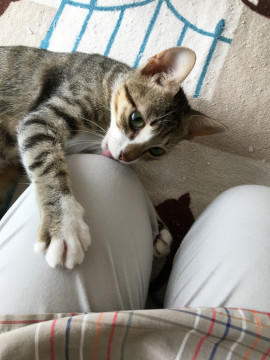 人大好きなキジシロちゃん