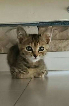 おめめパッチリなキジトラの女の子