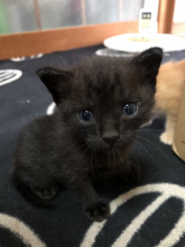 可愛い黒猫の子猫ちゃん