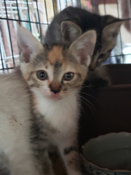 姉妹一緒を希望、7/1生まれの三毛ちゃん