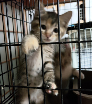 姉妹一緒を希望、7/1生まれの麦ワラ女子