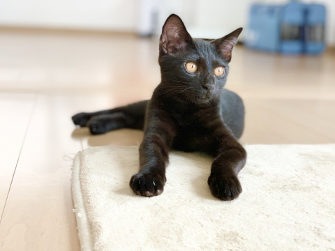 元気いっぱい５ヶ月の黒猫　クシャミちゃん