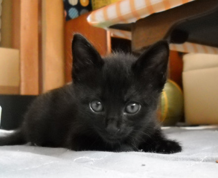 実家の横の路地で保護した仔猫たち　♯１