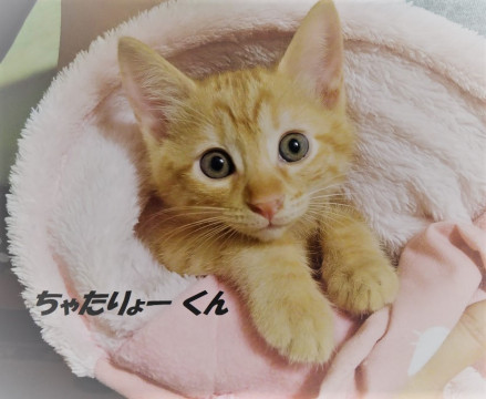 お外の世界を知らない性格花丸くん