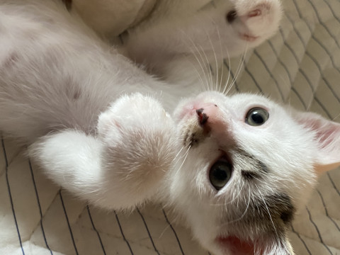 お転婆ベビーフェイス【せら】