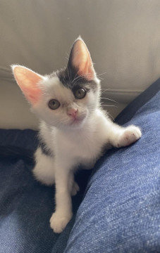 2ヵ月弱の女の子