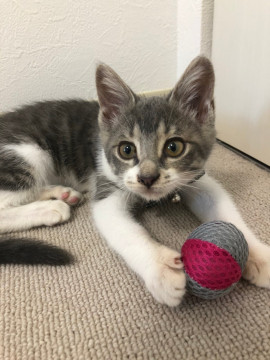 可愛いりんちゃん❤️受付停止