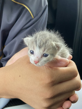 可愛いグレー猫ちゃん
