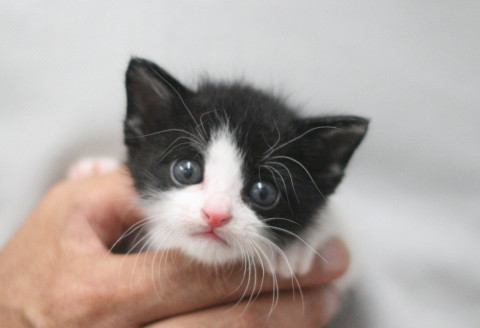病院保護の子猫（三毛♀白黒♂）