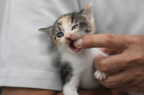 病院保護の子猫（三毛♀白黒♂）