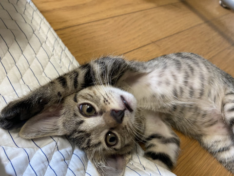 5月16日生まれ【ちい】
