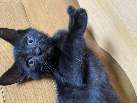 8月末不妊手術予約済み【つむ】