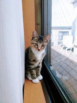 モコモコ体型のキジ白君❤️