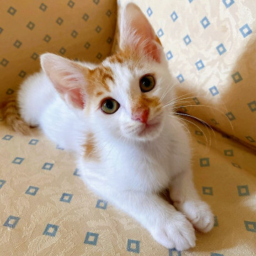 まゆ毛模様がキュートな茶白の男の子