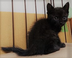 霊園の妖精、白黒、黒仔猫ちゃん4兄弟姉妹