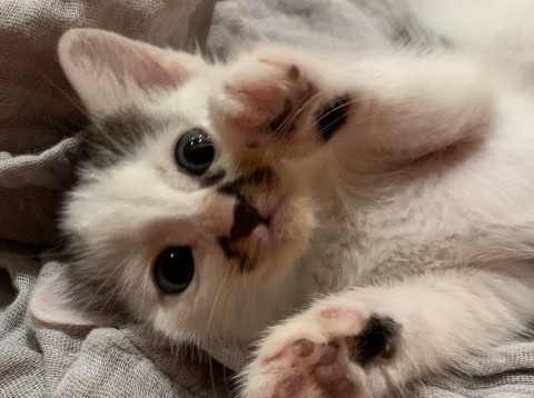 口元の柄が猫の形で可愛いです。