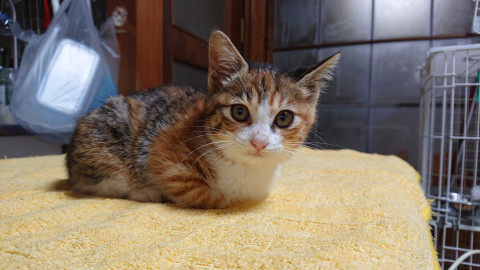 人慣れ抜群！甘えん坊の白三毛ちゃん