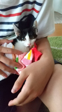 大人猫ちゃん大好きな男の子