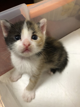 ΦωΦ)生後3週間メメちゃん(ΦωΦ)♥ベビー仔猫・里親様募集♥猫 （子猫 