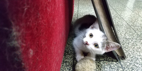 追記あり※背中に黒い羽根の天使